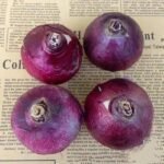 Alasines Garden - Fragrant Hyacinth Bulbs for Fall Planting - Mixed Colors - Spring Blooming, Sweet Scented Flowers - Image 6