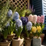 Alasines Garden - Fragrant Hyacinth Bulbs for Fall Planting - Mixed Colors - Spring Blooming, Sweet Scented Flowers