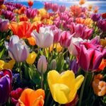Alasines Garden - Colorful Tulip Bulbs for Planting – Mixed Varieties, Spring Garden Blooms -  Bulb Size 11/12cm - Image 6